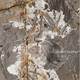 Fossil of Jinguofortis perplexus